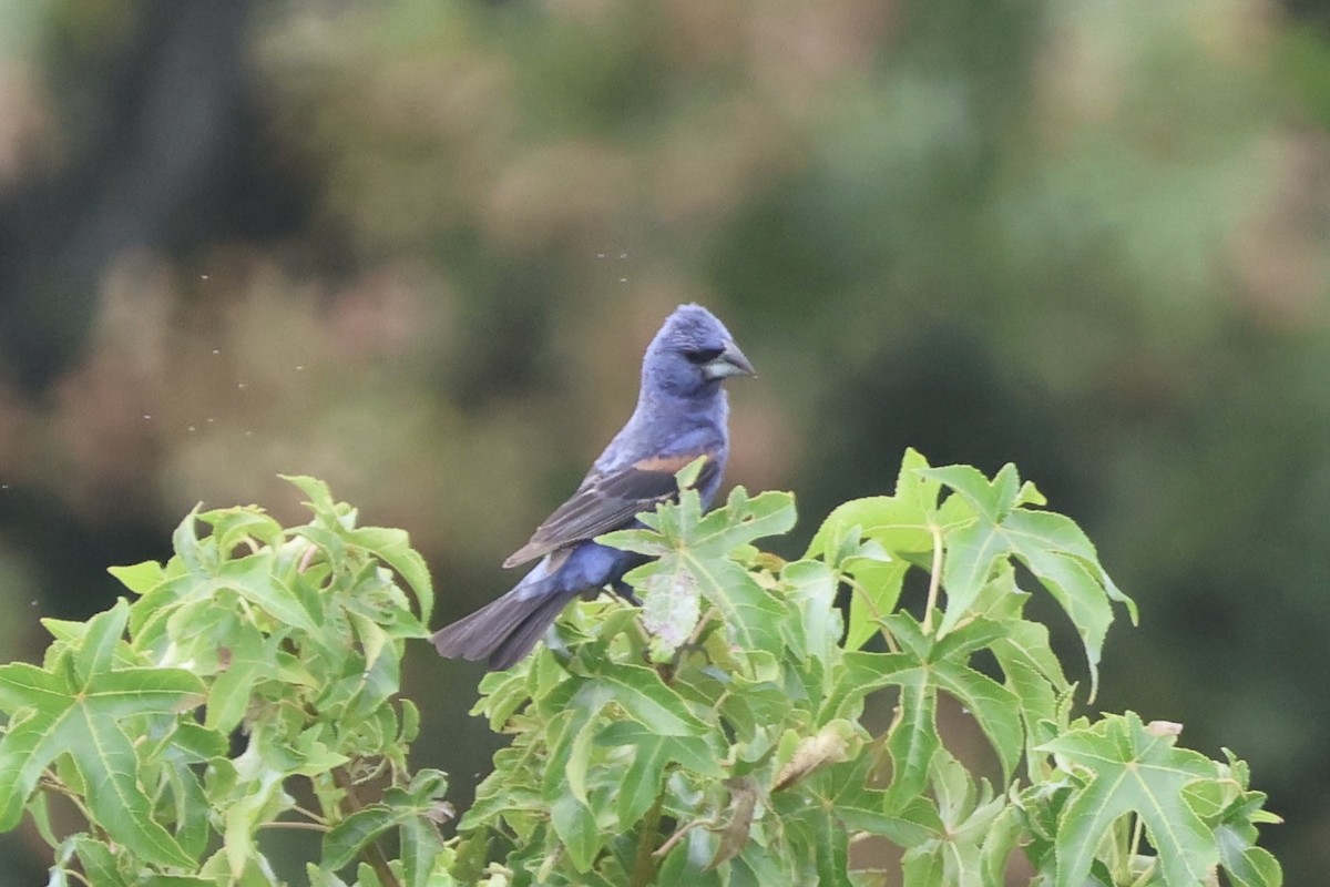 Blue Grosbeak - ML623164510