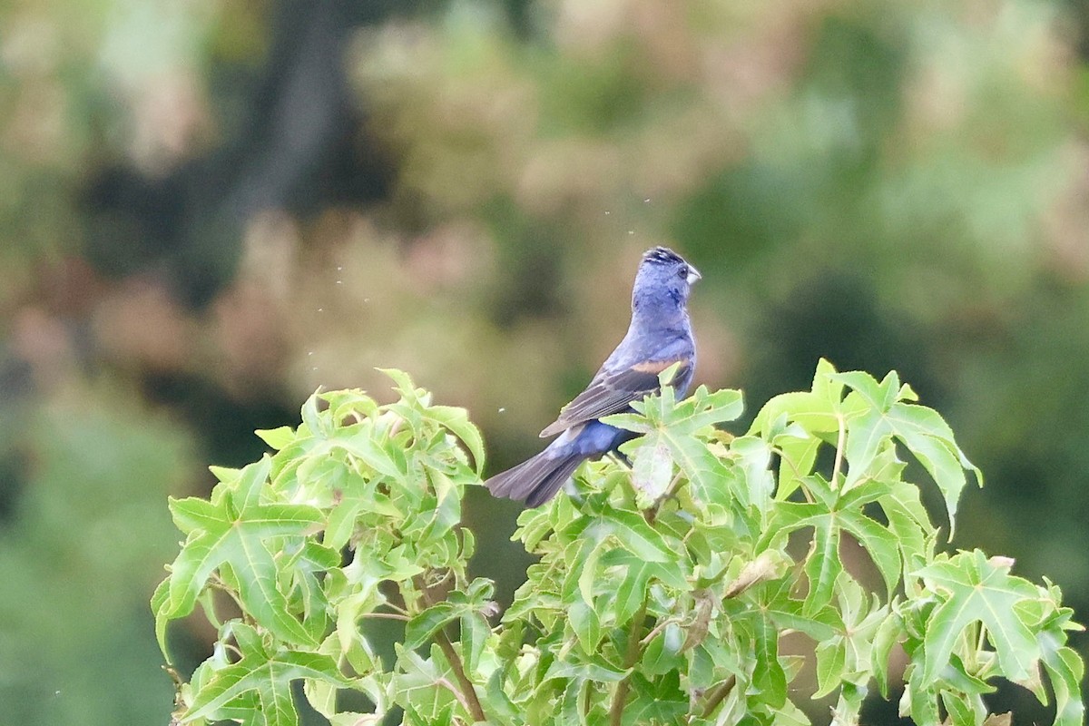 Blue Grosbeak - ML623164511