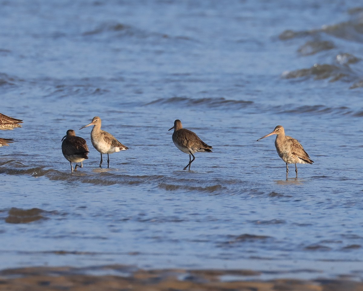 Black-tailed Godwit - ML623164530