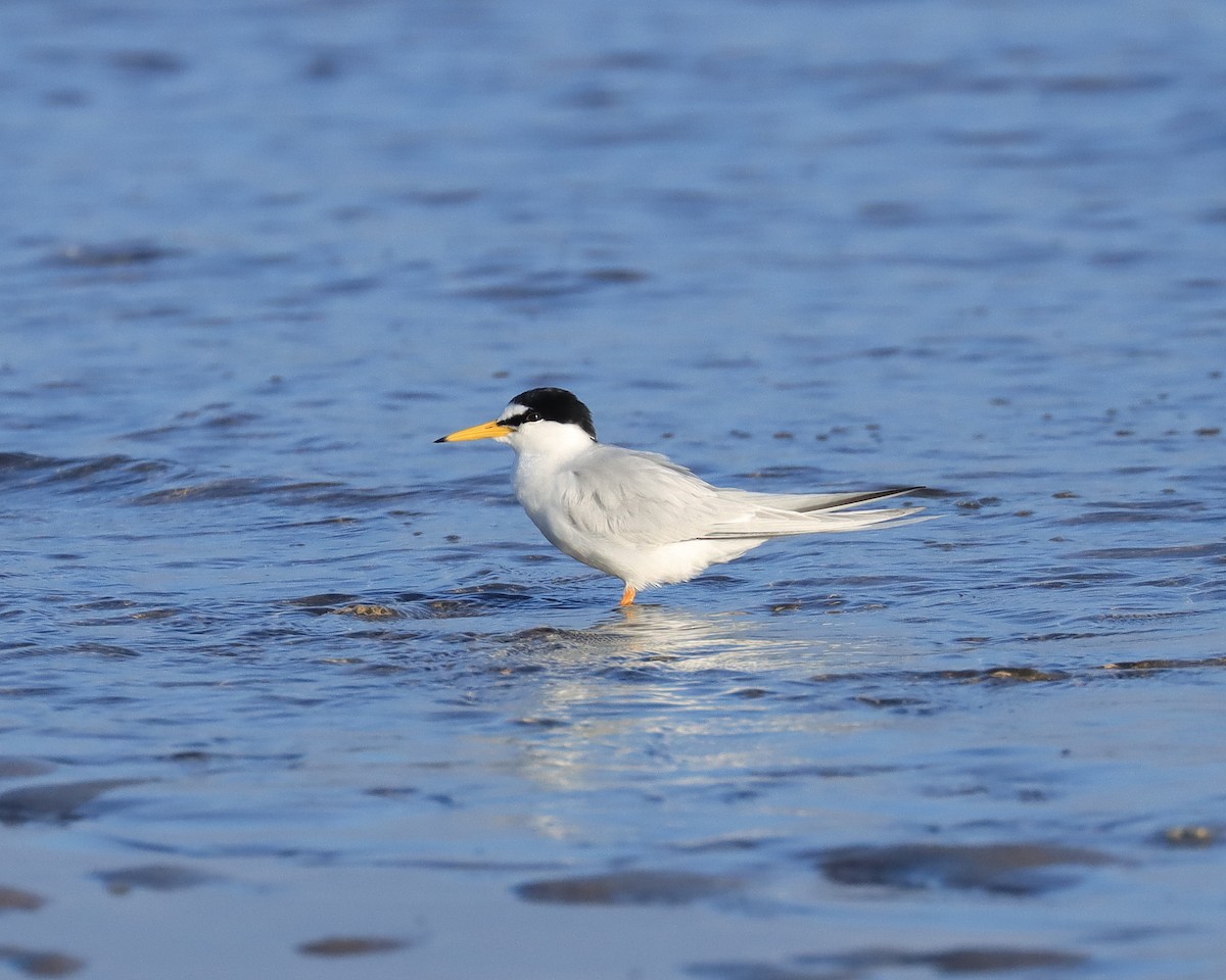 Little Tern - ML623164564