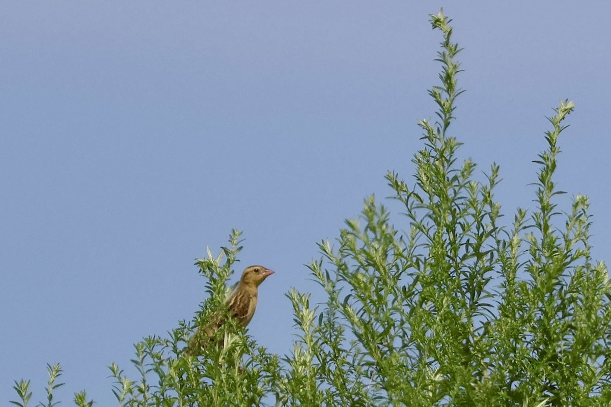 Bobolink - ML623164608