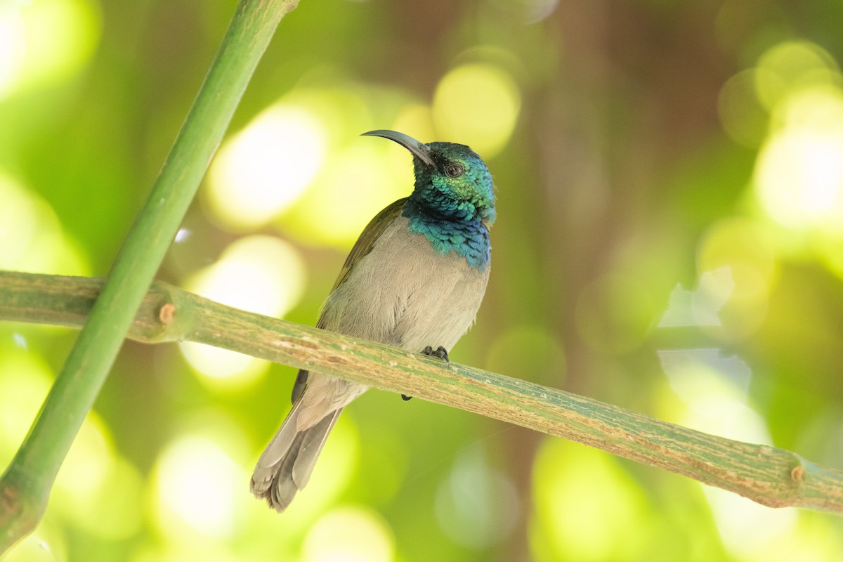 Green-headed Sunbird (Green-headed) - ML623164633