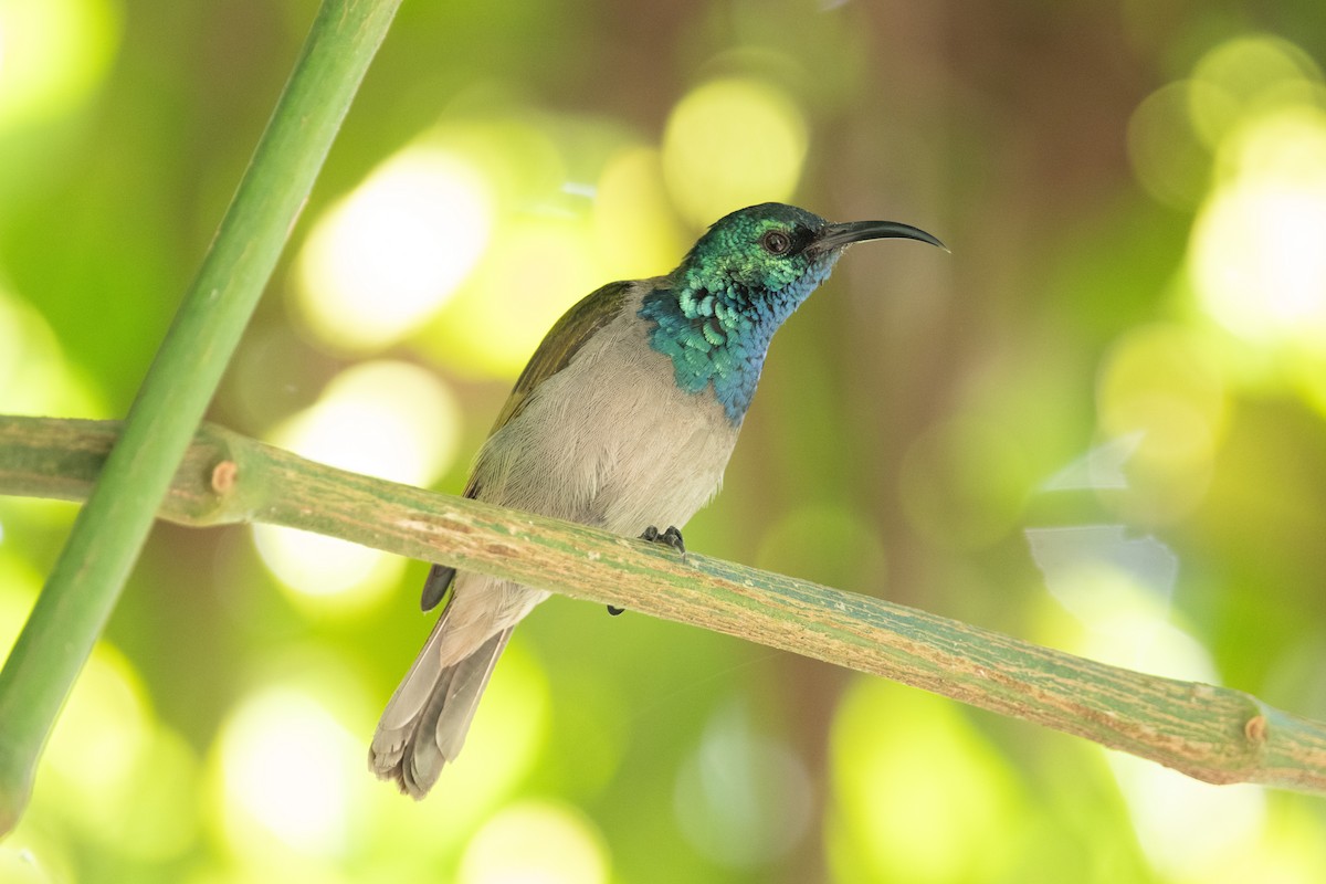 Green-headed Sunbird (Green-headed) - ML623164636