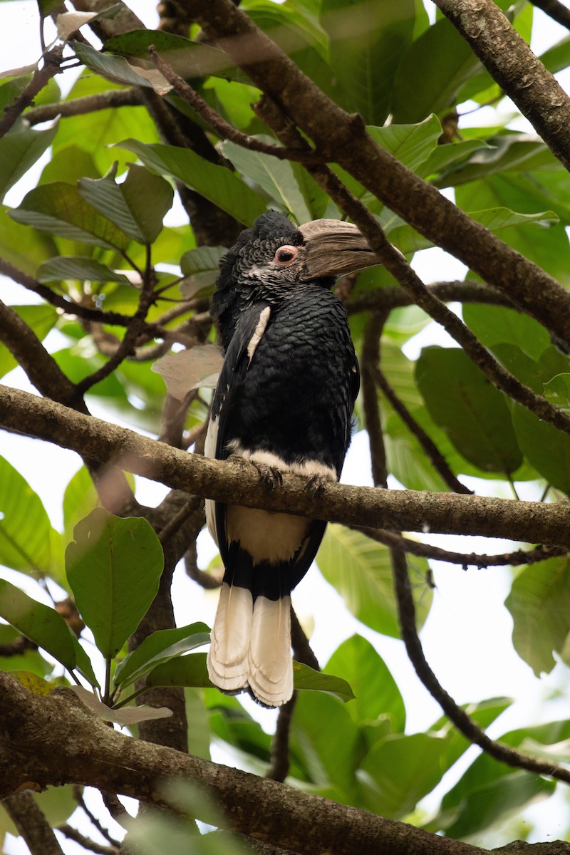 Black-and-white-casqued Hornbill - ML623164664