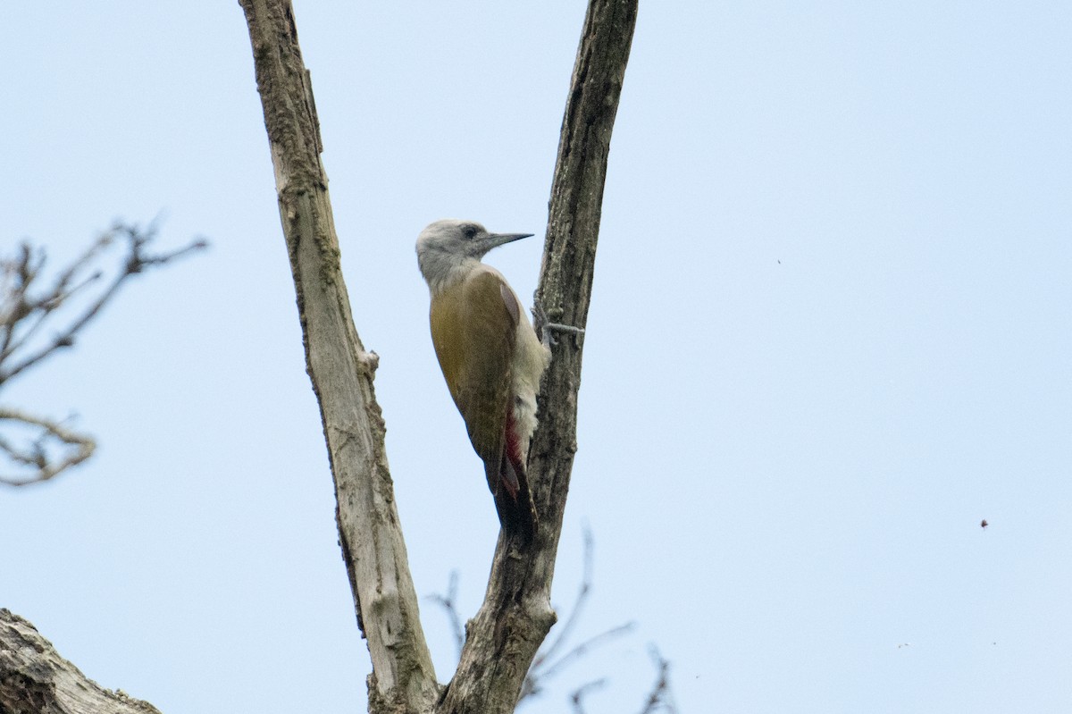 African Gray Woodpecker (Gray) - John C. Mittermeier