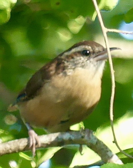 Carolina Wren - ML623164718