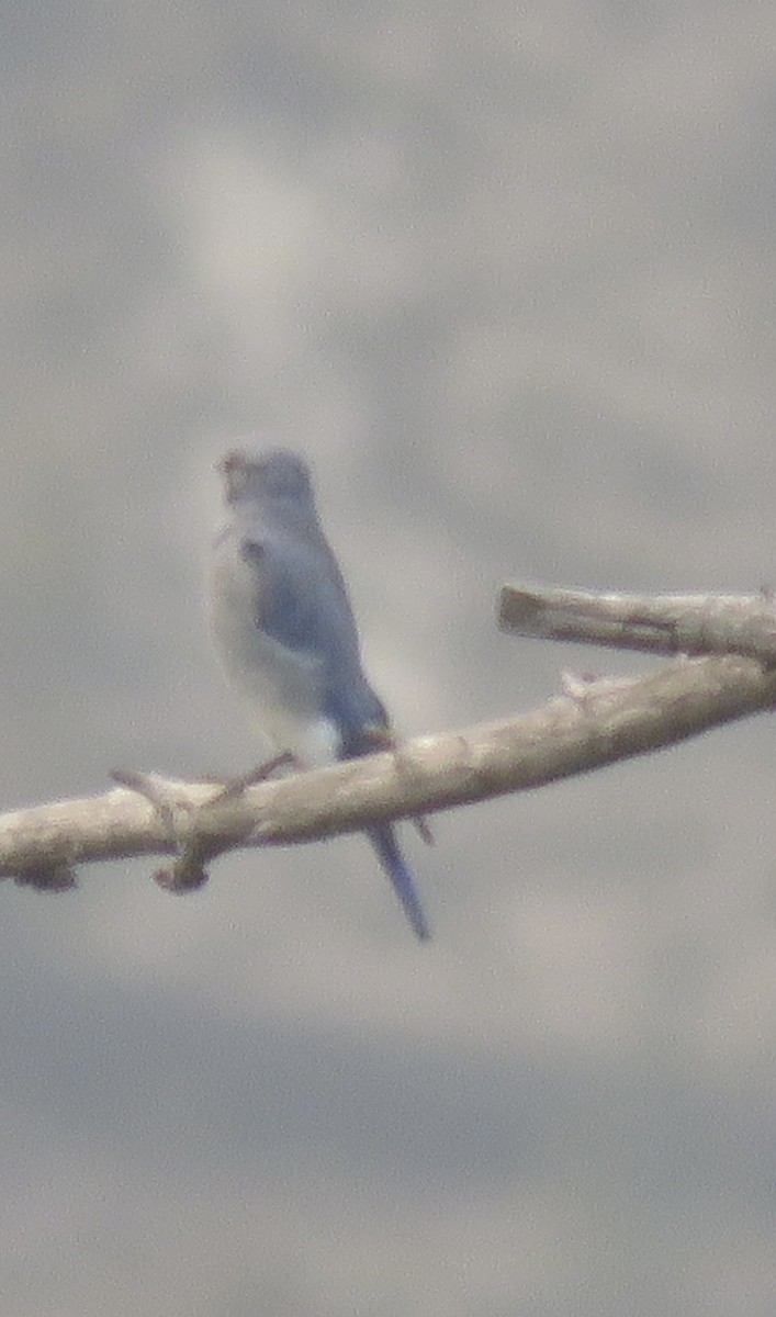 Mountain Bluebird - ML623164827