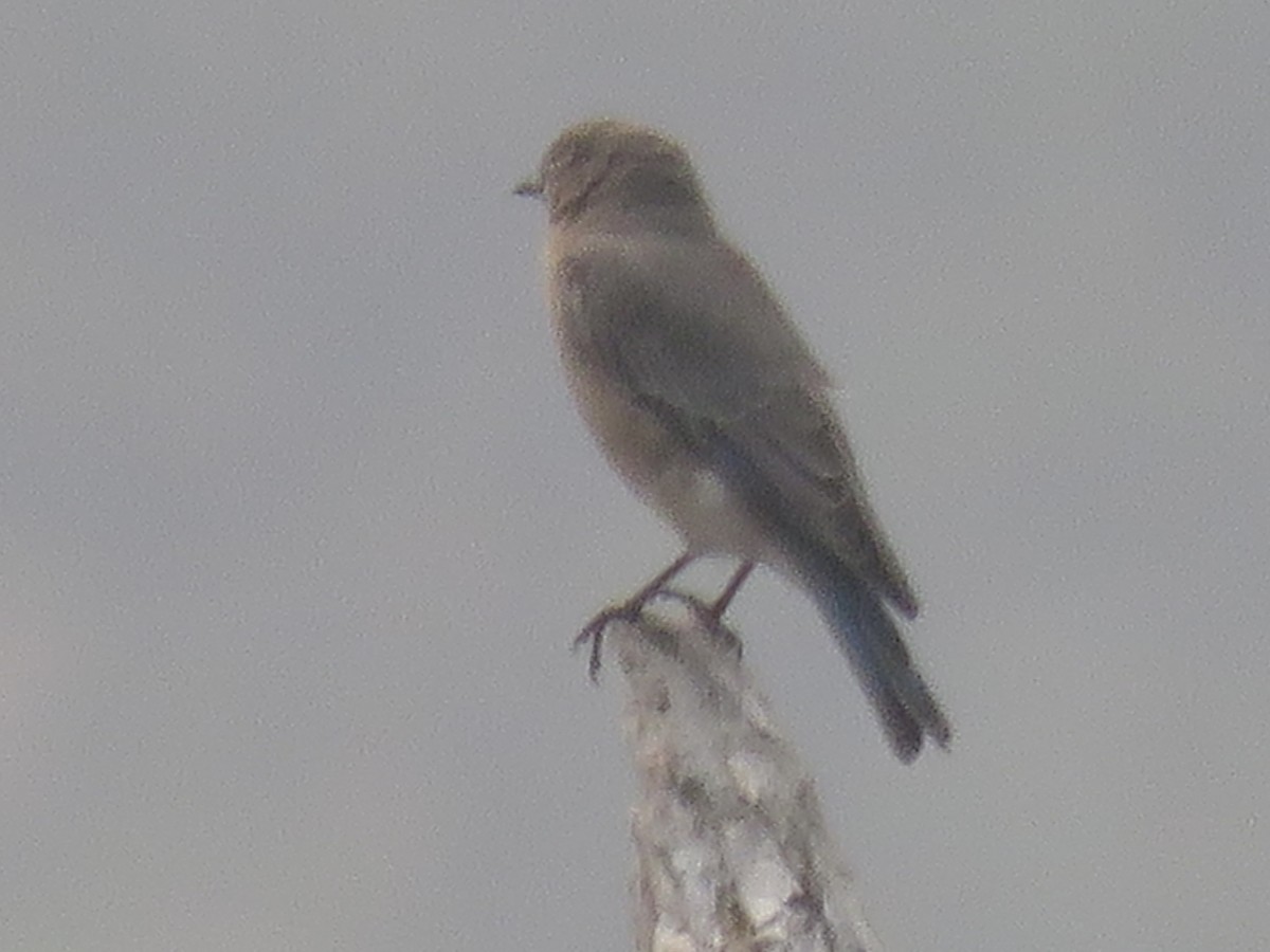 Mountain Bluebird - Anonymous