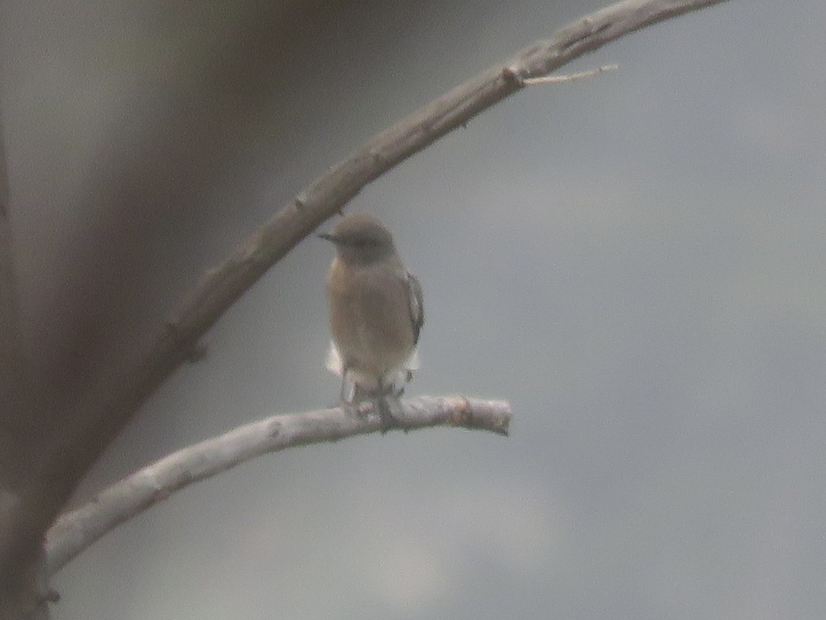 Mountain Bluebird - ML623164830