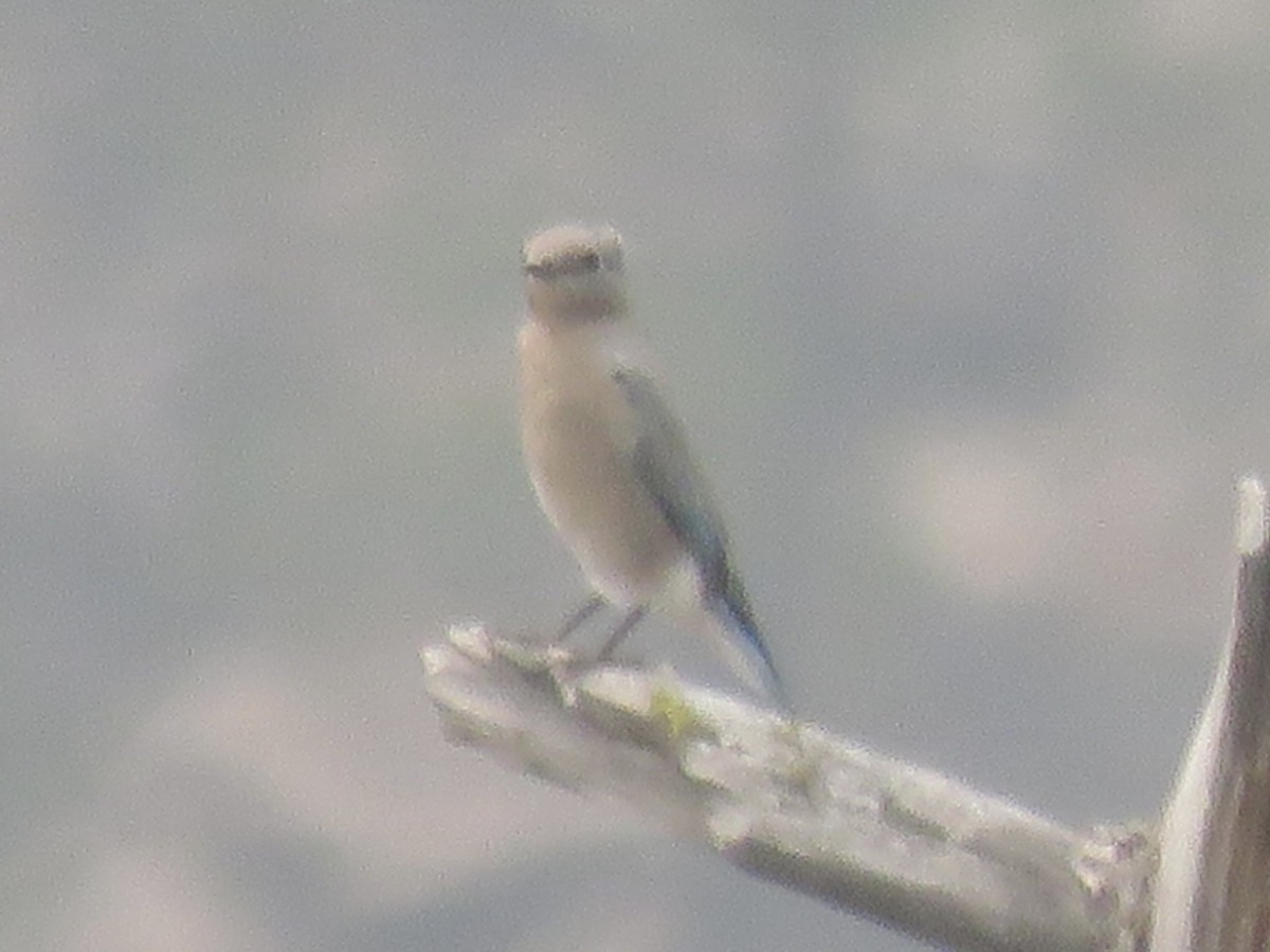 Mountain Bluebird - Anonymous