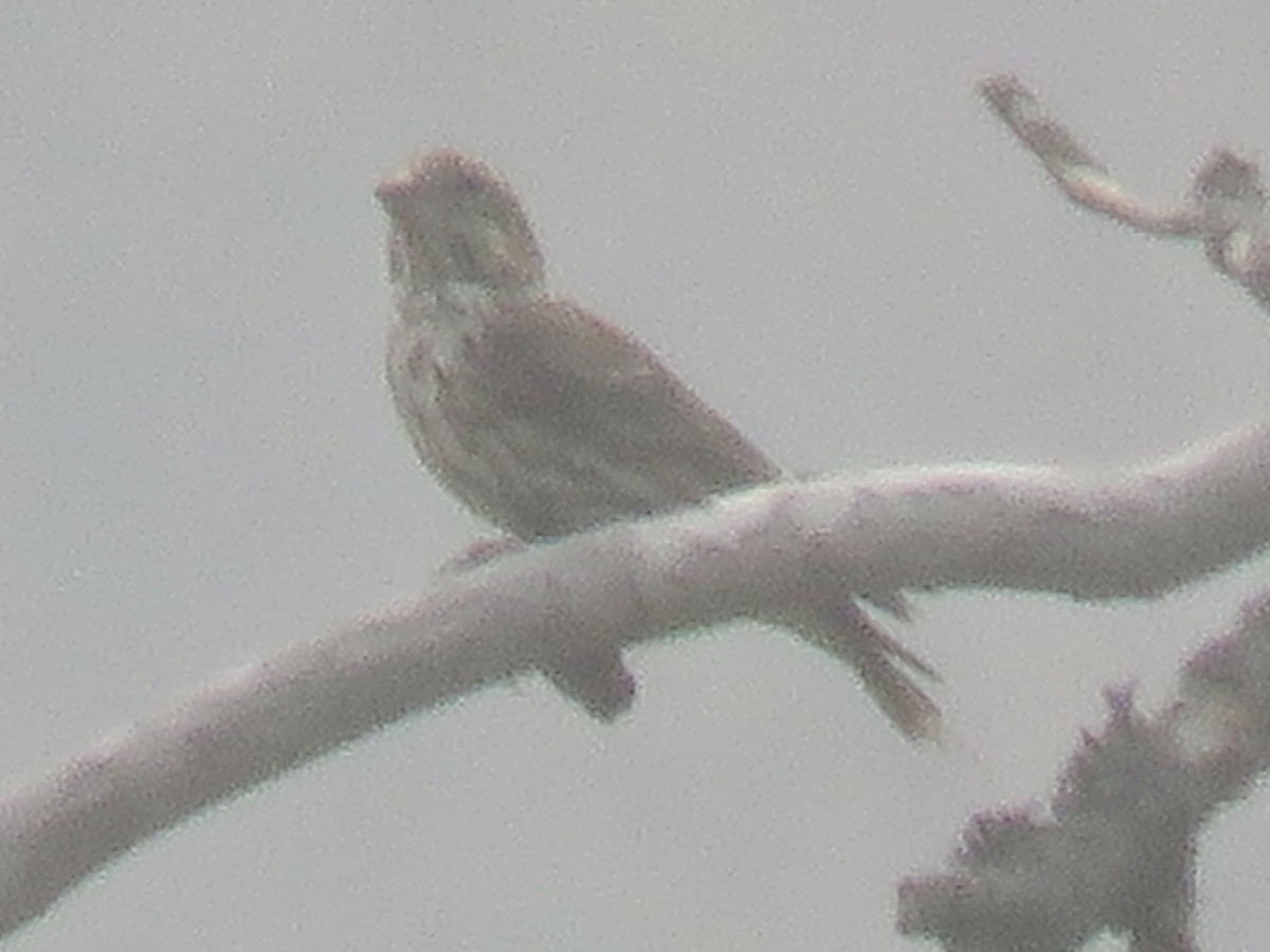 Hermit Thrush - ML623164840