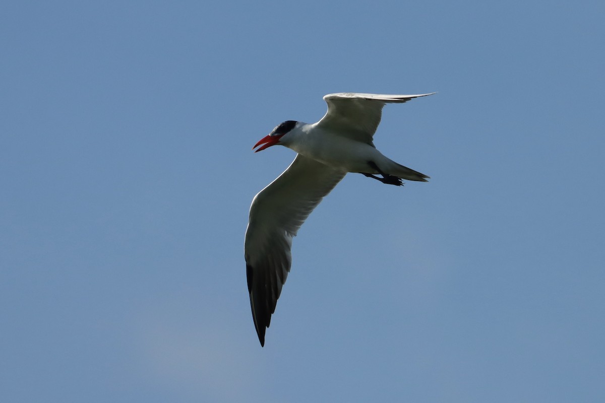 Caspian Tern - ML623164865