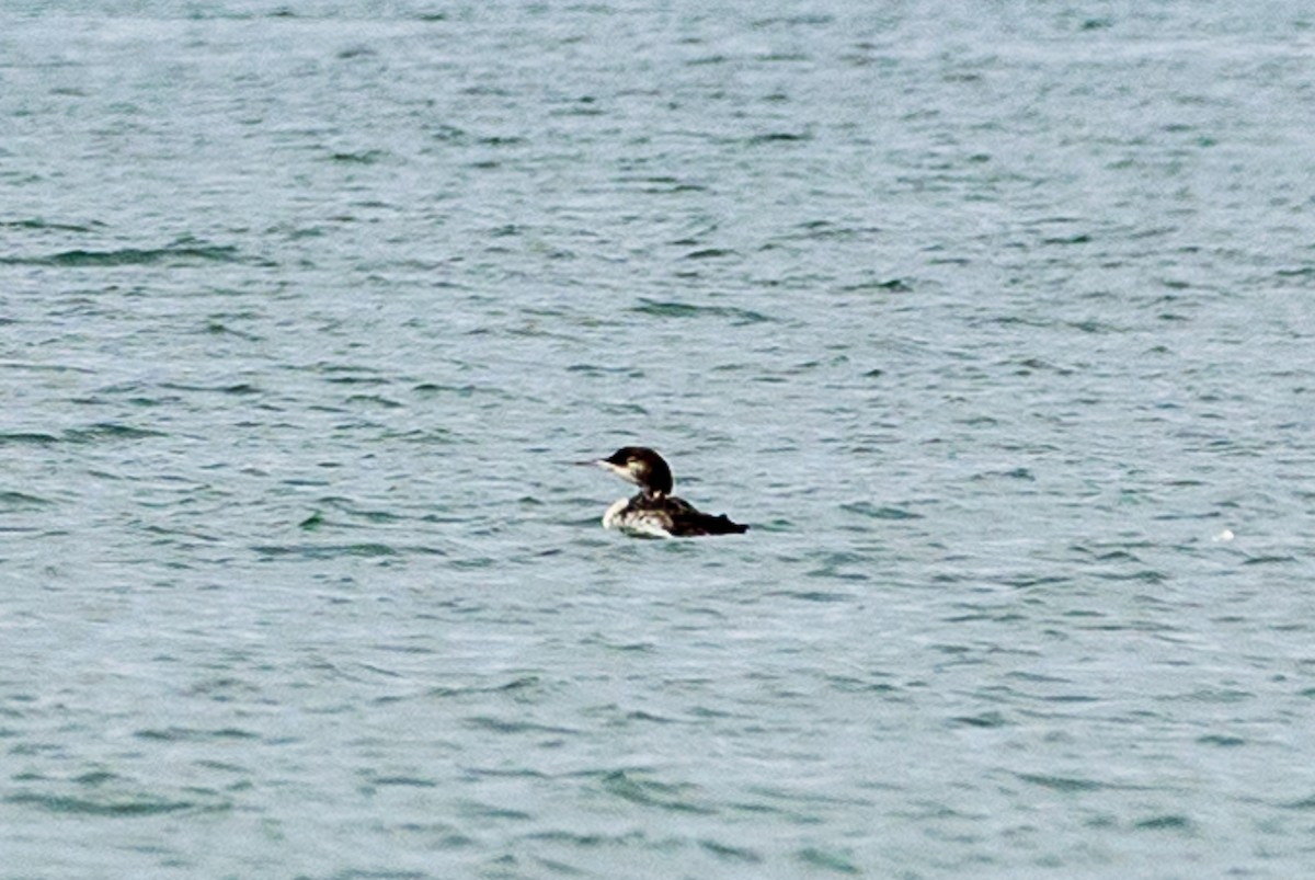 loon sp. - ML623164874