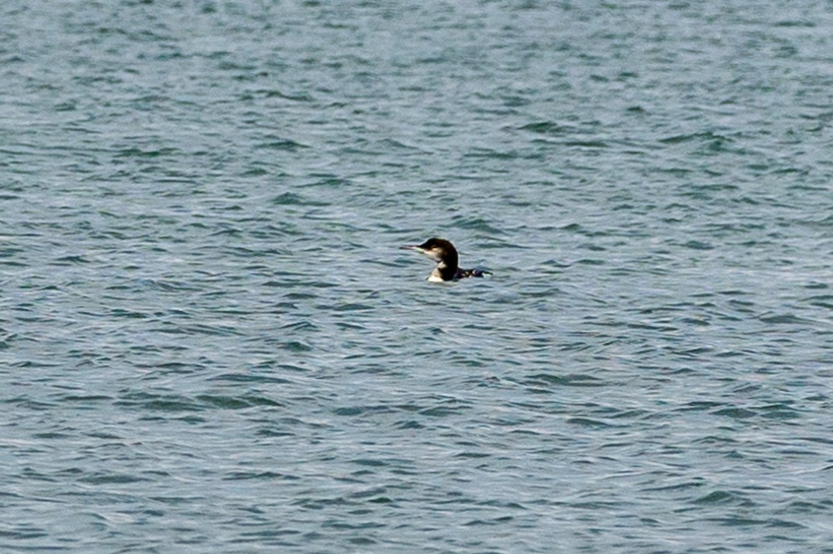 loon sp. - ML623164875