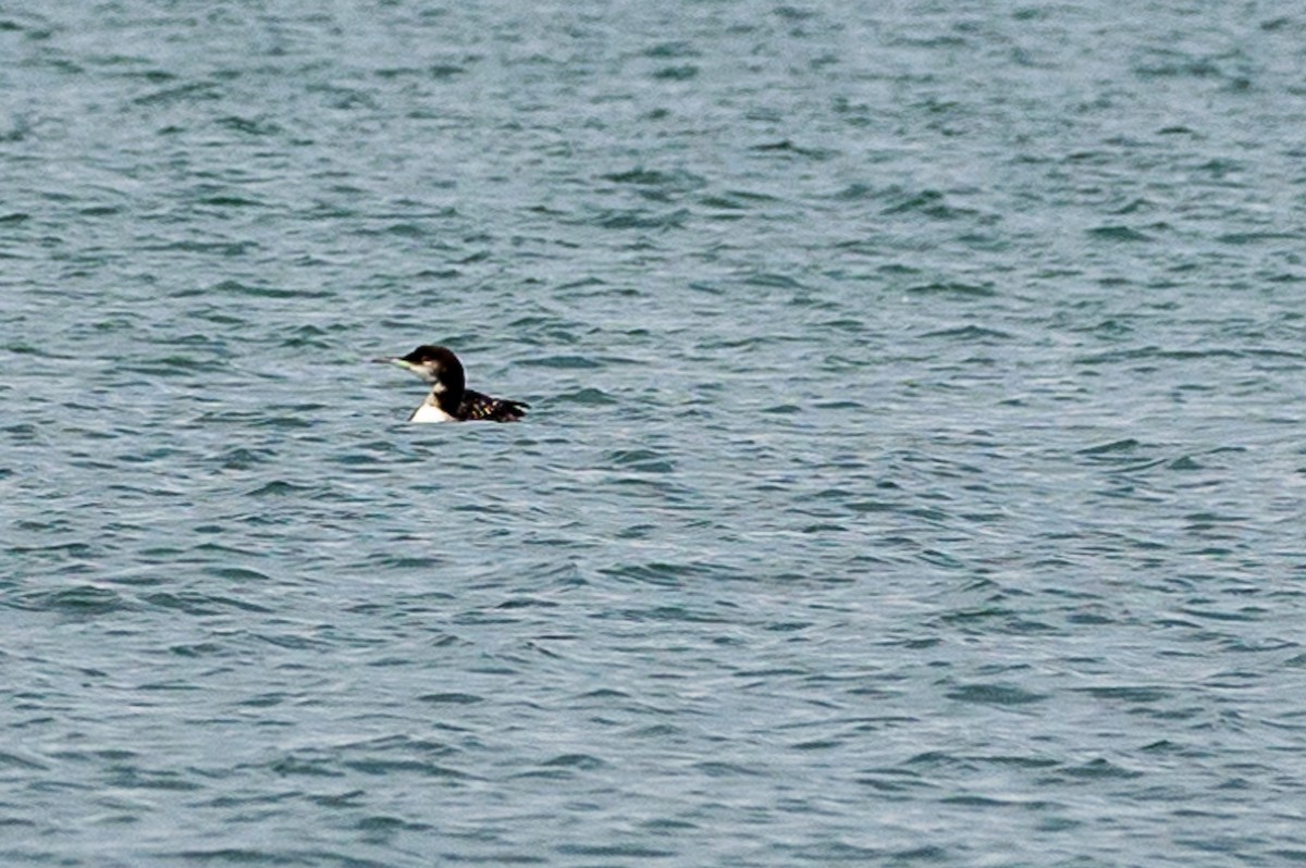 loon sp. - ML623164876