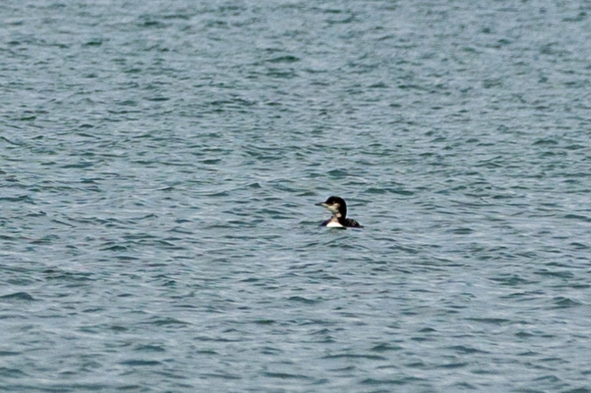 loon sp. - ML623164877