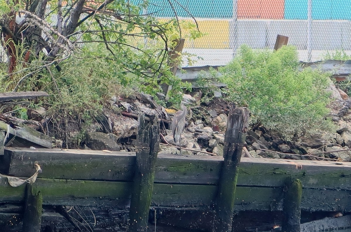 Great Blue Heron - ML623164882