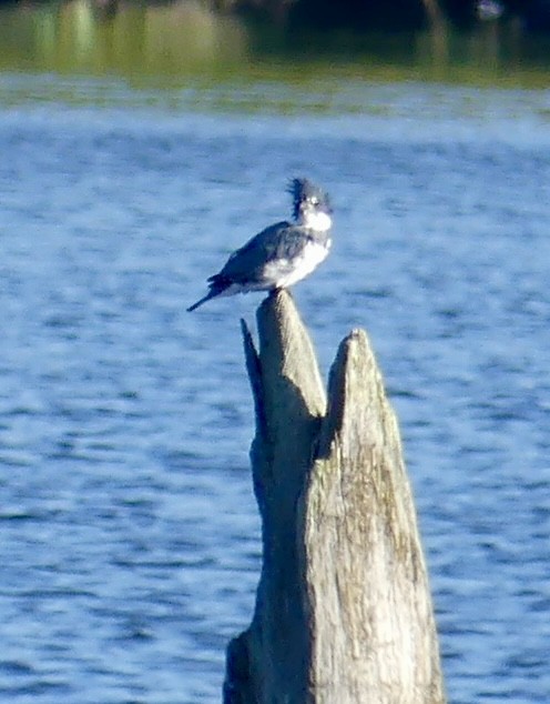 Belted Kingfisher - ML623164891