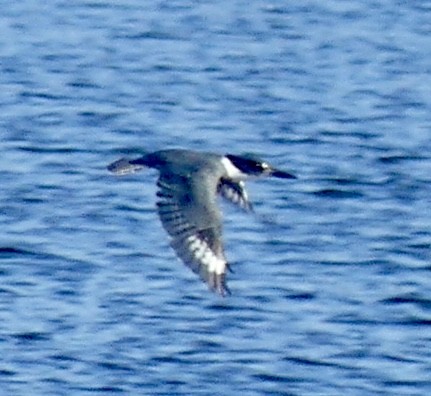 Belted Kingfisher - Sister Lynn Caton