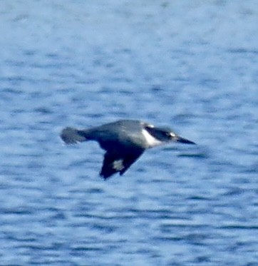 Belted Kingfisher - ML623164893