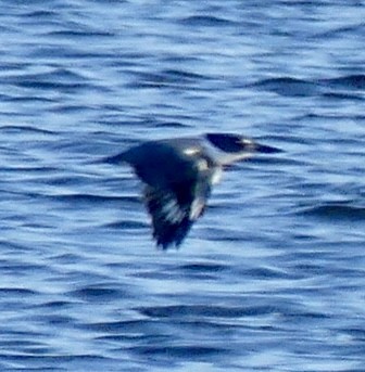 Belted Kingfisher - Sister Lynn Caton