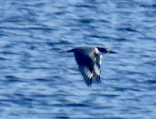 Belted Kingfisher - ML623164895