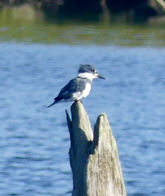 Belted Kingfisher - ML623164896