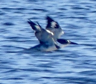 Belted Kingfisher - Sister Lynn Caton