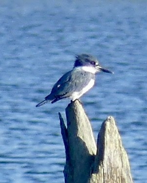 Belted Kingfisher - ML623164898