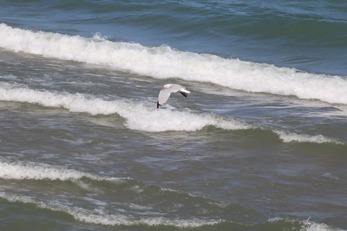 Ring-billed Gull - Eva D'Amico