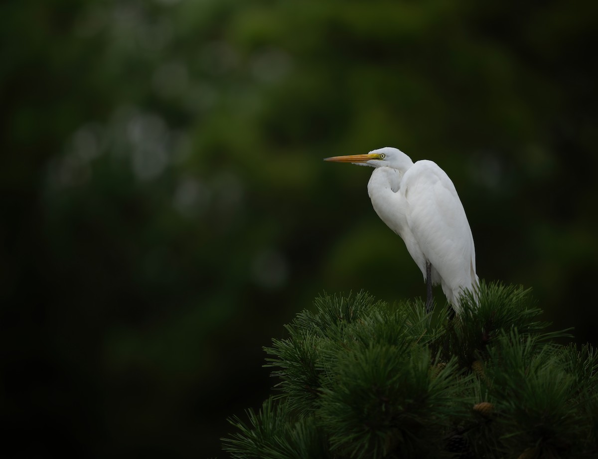 ダイサギ - ML623164968