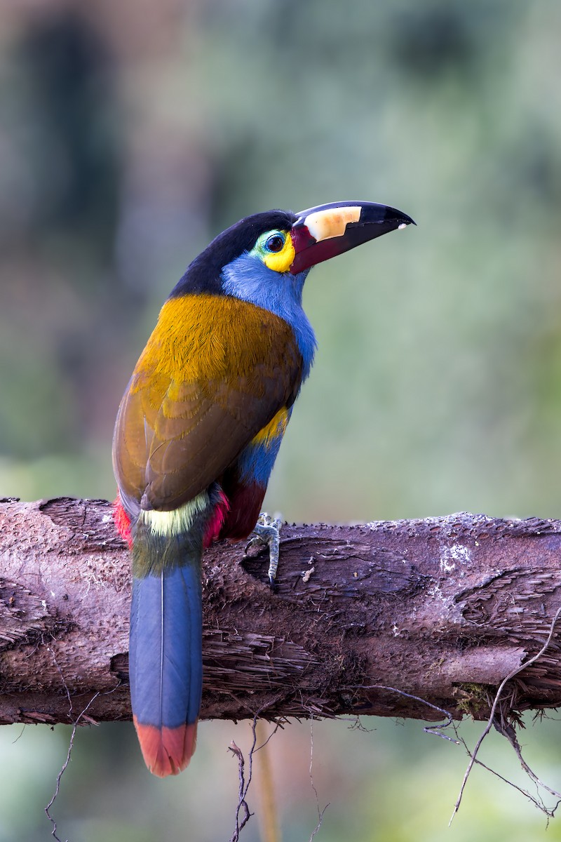 Plate-billed Mountain-Toucan - ML623164983