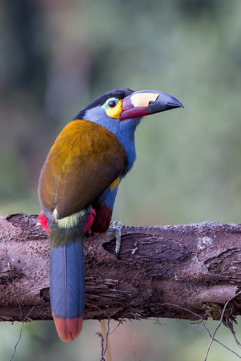 Toucan montagnard - ML623164984