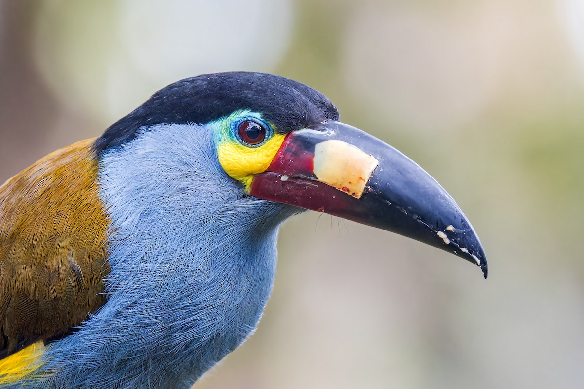 Plate-billed Mountain-Toucan - ML623165006