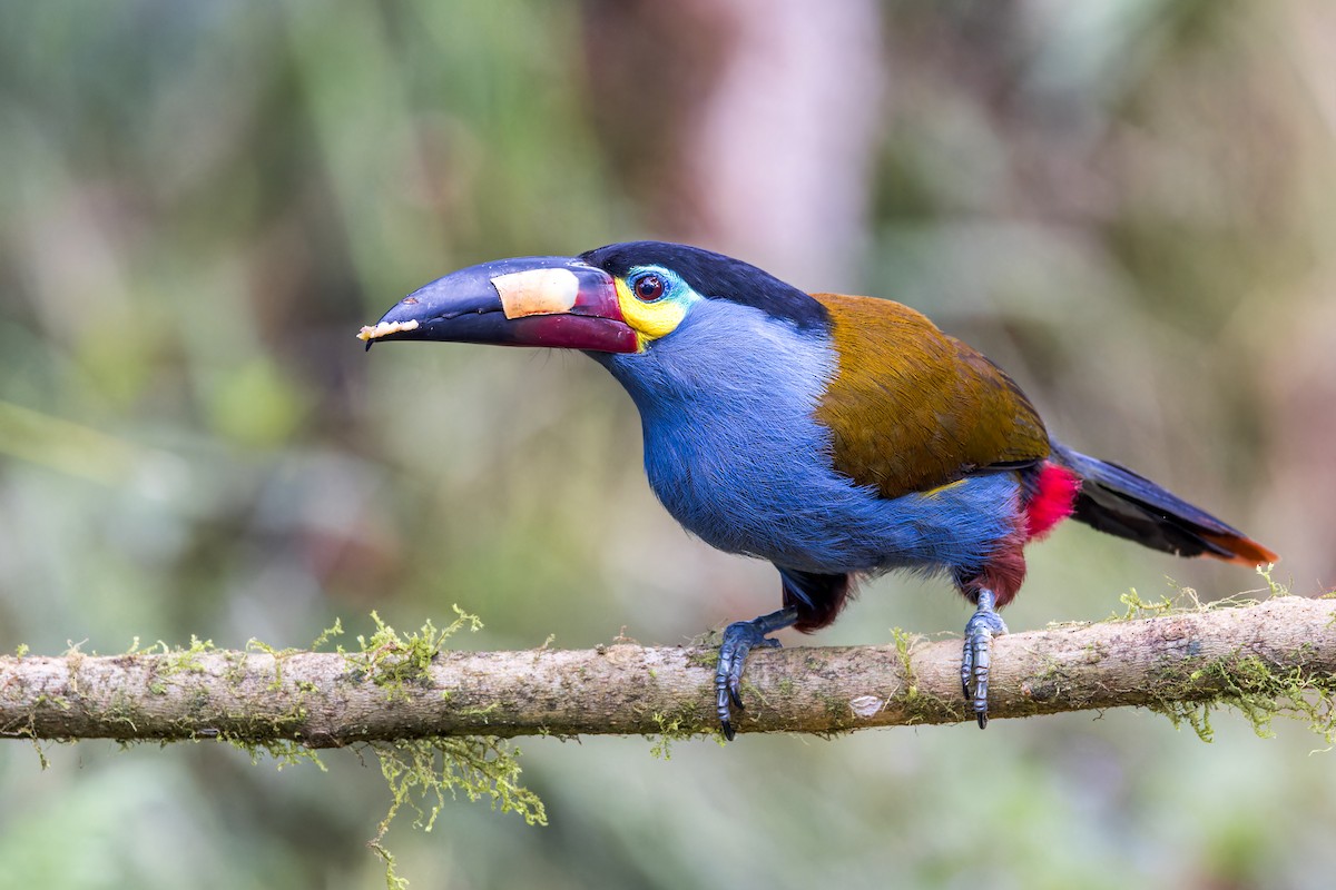 Plate-billed Mountain-Toucan - ML623165007