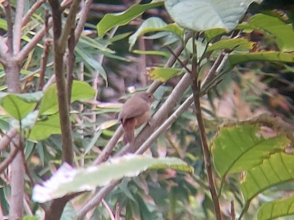 House Wren (Southern) - David Cutuli