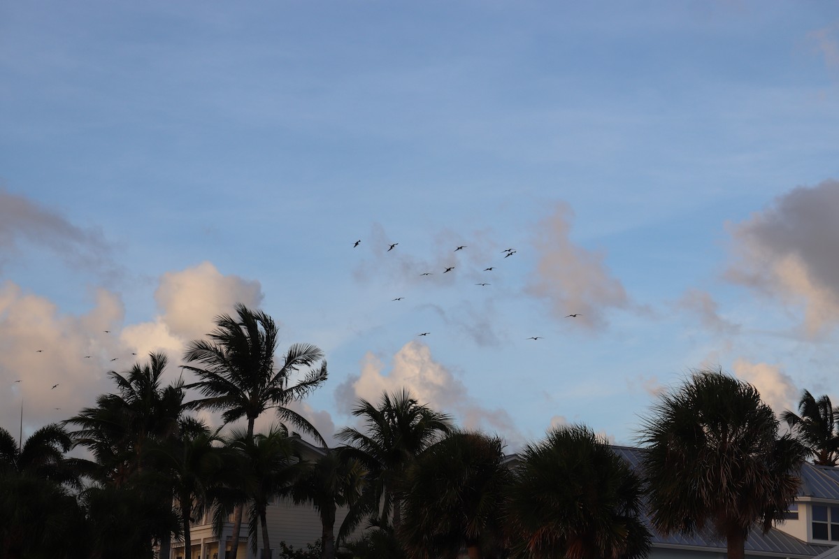 Magnificent Frigatebird - ML623165065