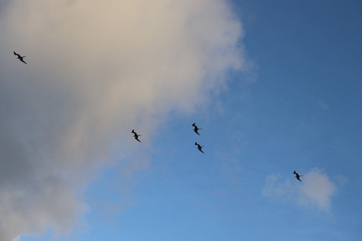 Magnificent Frigatebird - ML623165075