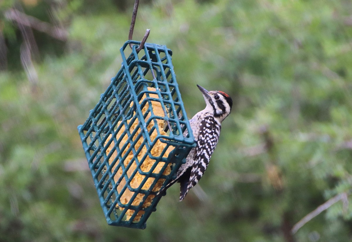 Ladder-backed Woodpecker - ML623165100