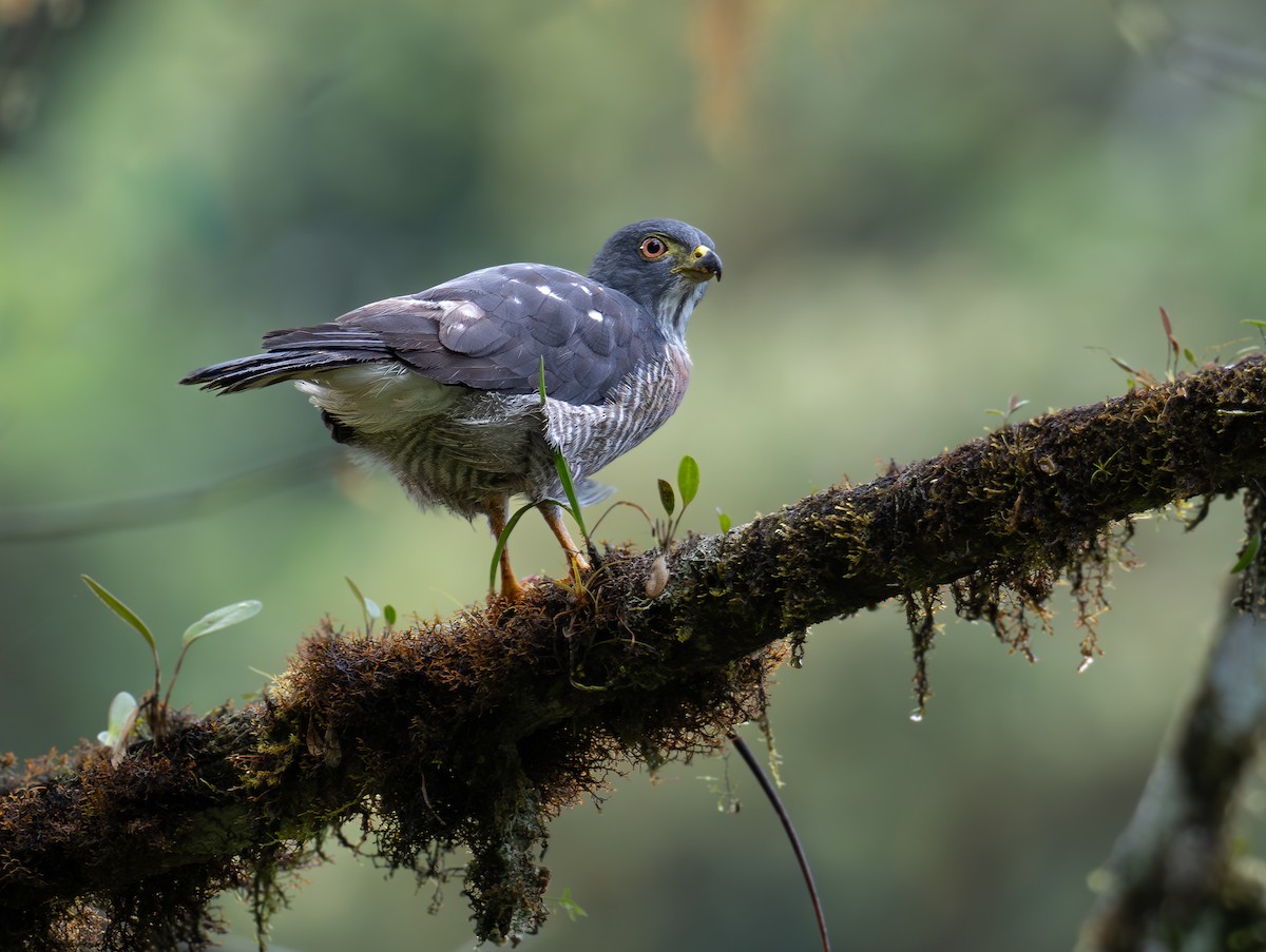 Double-toothed Kite - ML623165131