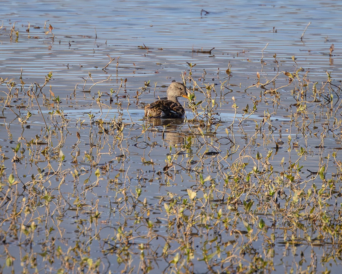 Gadwall - ML623165199