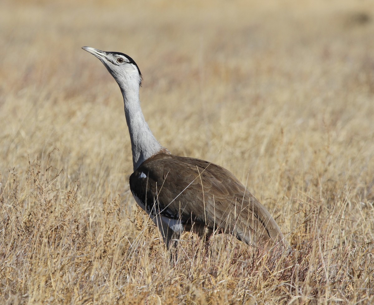 Australian Bustard - ML62316521