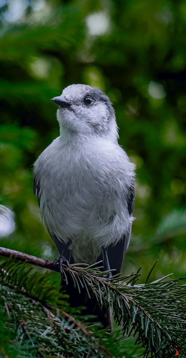 Canada Jay - ML623165240