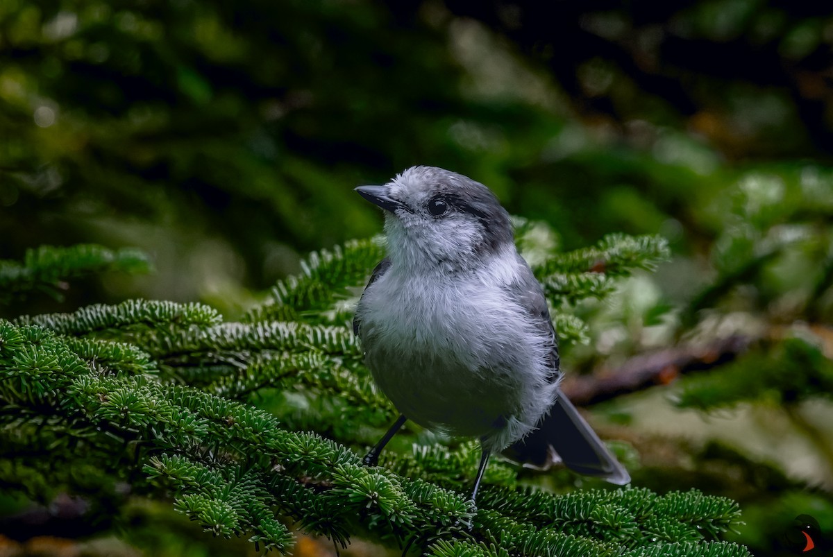 Canada Jay - ML623165241