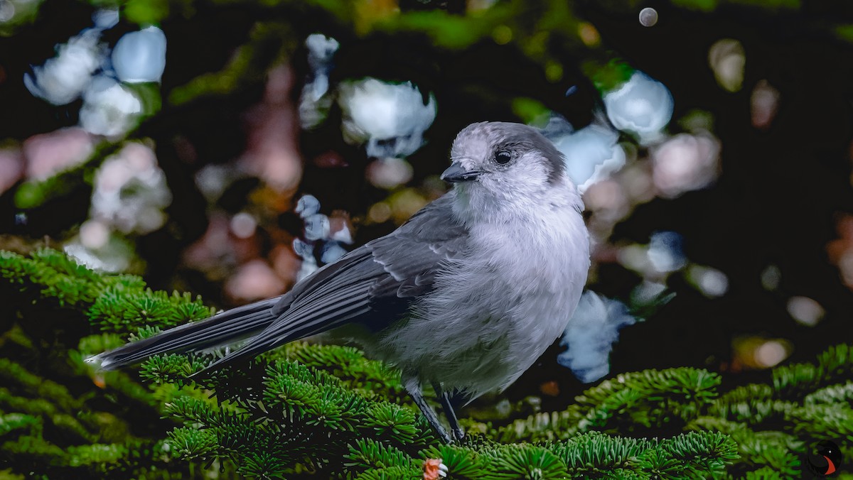 Canada Jay - David Rodríguez Arias