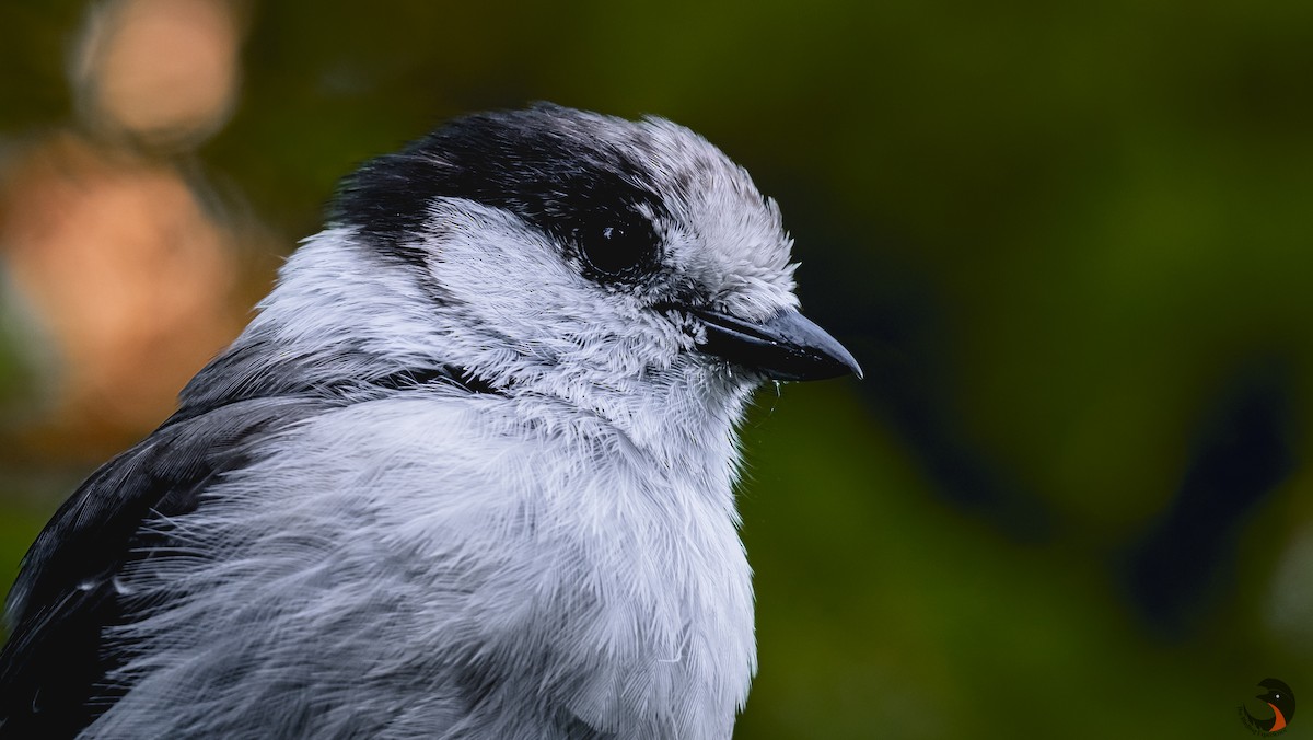 Canada Jay - ML623165244