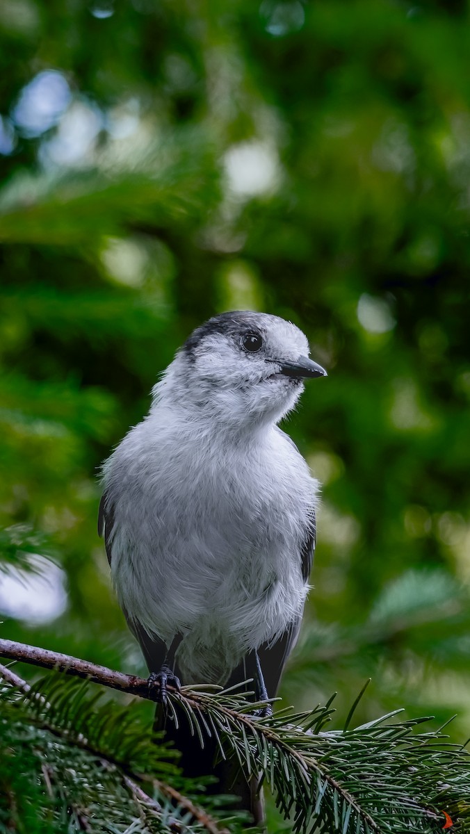 Canada Jay - ML623165245