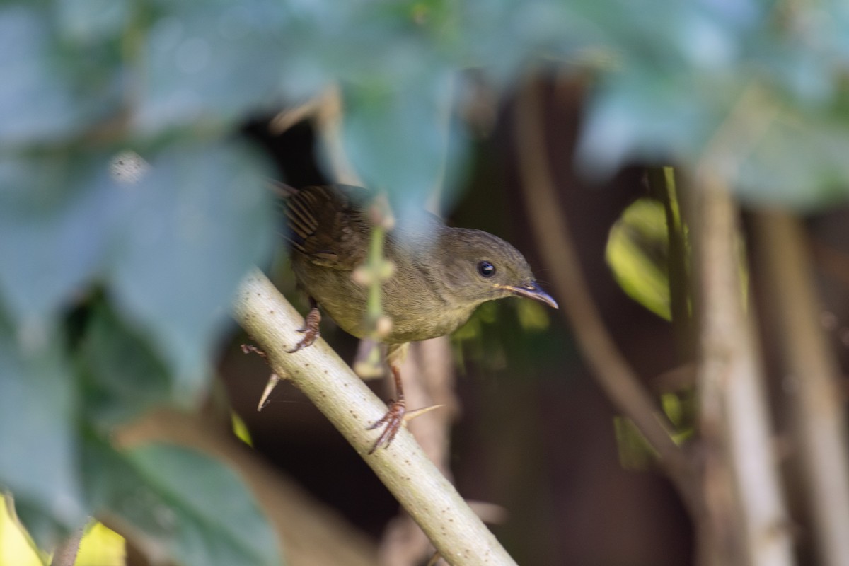 Little Greenbul - ML623165255