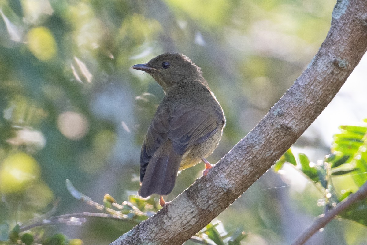 Little Greenbul - ML623165270