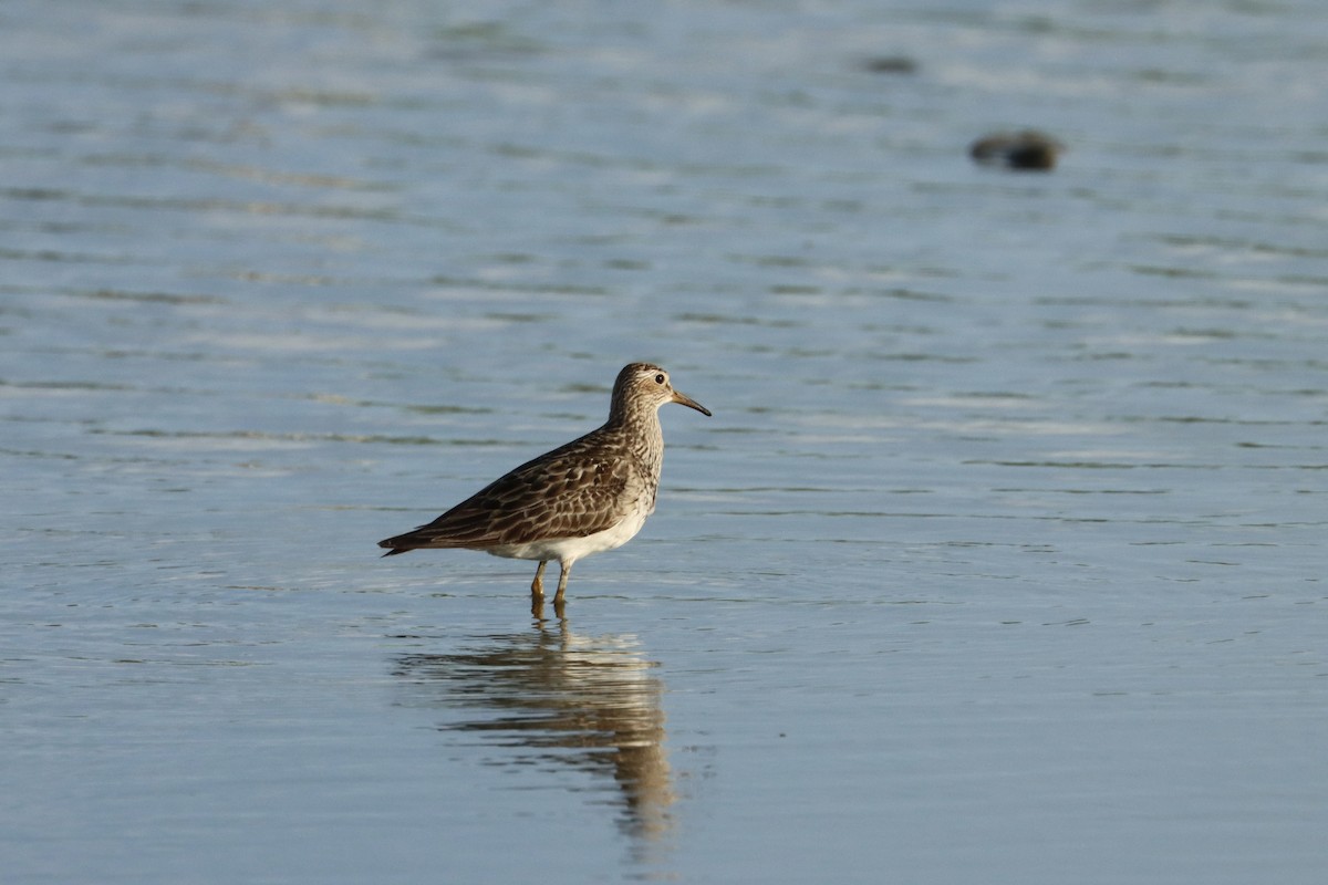 Pectoral Sandpiper - ML623165271